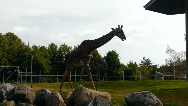 Toronto Zoo Giraffe